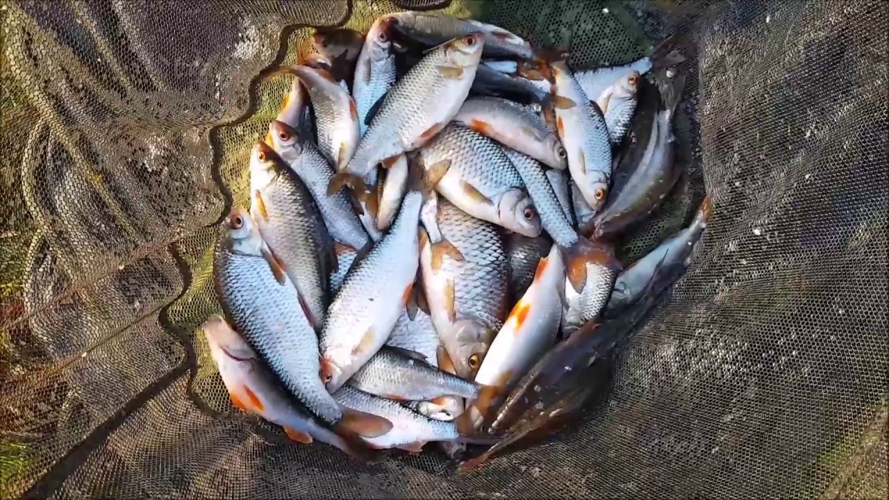 Silver Fishing on the Stick Float Upper River Weaver - YouTube