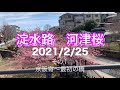 淀水路 河津桜 ロケハン その1