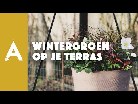 Video: Hongaarse Sering - Een Winterharde Plant Voor Tuindecoratie