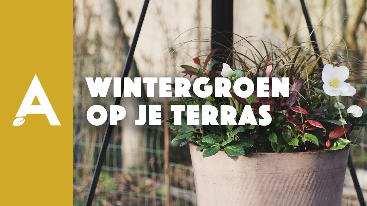 Wintergroen op je terras I Een groener thuis! #87 I Angelo Dorny