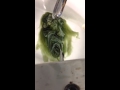 Nasty Bulk Soap