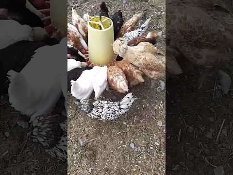 #курица #животные #здоровье #еда #диета #природа #chicken #farming #organic #healthy #food #animals
