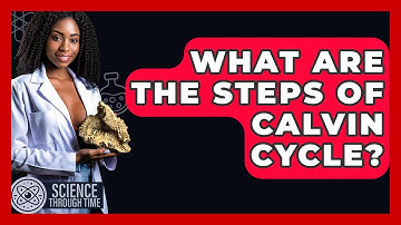 What Are The Steps Of Calvin Cycle? - Science Through Time