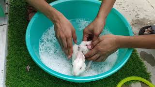 Cute Rabbits Bathing for the first time @Home_Sanctuary