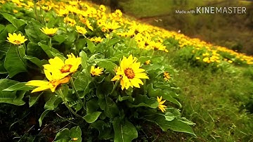 سورة البروج كاملة بصوت سالم الرويلي