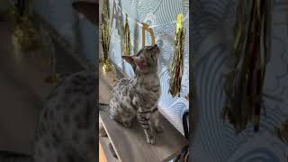 My cat Equinox’s chill birthday party by MyEgyptianMau 236 views 2 years ago 2 minutes, 17 seconds