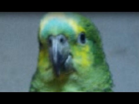 【単発】 シリトリインコ 【実況】
