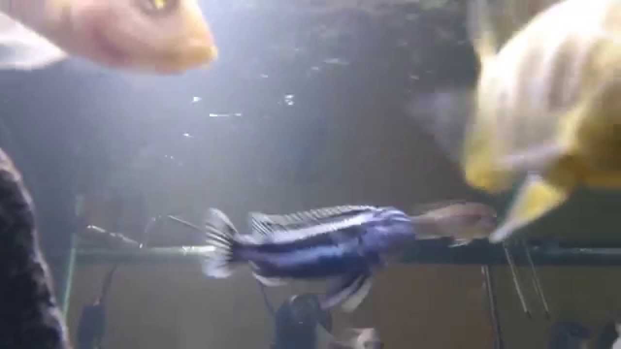 camera iphone 8 plus apk Malawi 720L tank