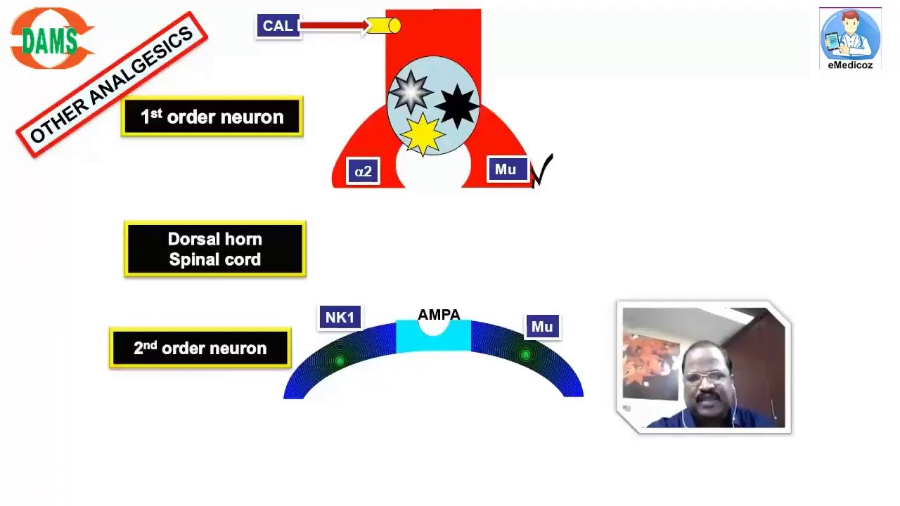 Opioid Analgesics by Dr Thirunavukkarasu DAMS Faculty