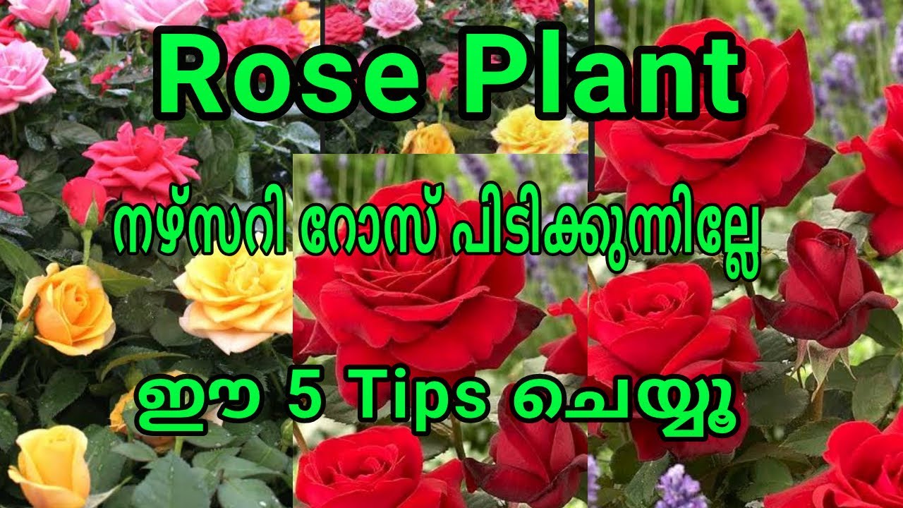 Rose plant care | ഈ രീതിയിൽ ചെയ്യൂ റോസ് ചെടി നിറയെ പൂക്കും 