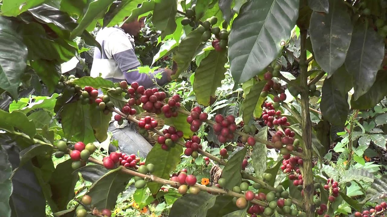 Agrocafé El Paraiso Honduras.