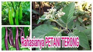 Cara Merawat Terong Sambung Langu