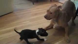 Duke the Boxer/Pitbull puppy meets his big sister Penelope