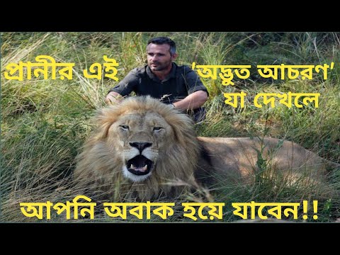 ভিডিও: পোষা প্রাণীর কানের টিপস ইনজুরি