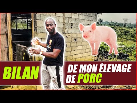 Vídeo: Què és un panell de porc?