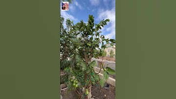 🤩🎁 Có hai cây xoài vườn trước sân nhà 💐👍