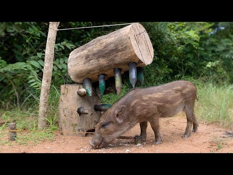 Giant Wild Boar Trap - The Power Pig Trapping Using Sick Big Wood New ...