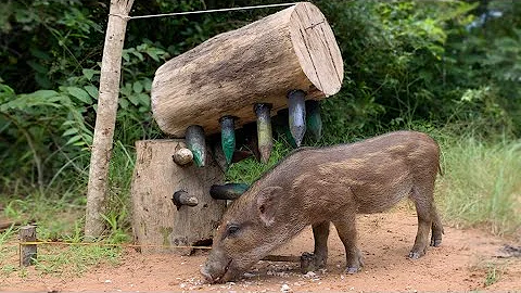 Giant Wild Boar Trap - The Power Pig Trapping Using Sick Big Wood New Technique That Work 100%