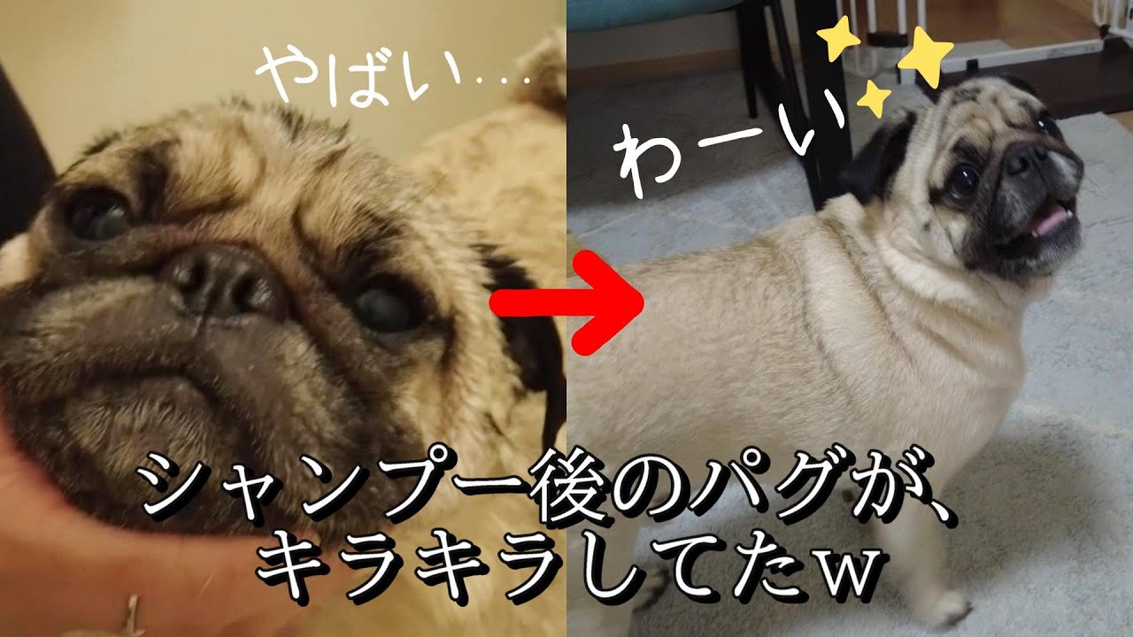【シャンプー】終わったとたん、解放感に溢れ遊びまくるパグが可愛かった🛁✨