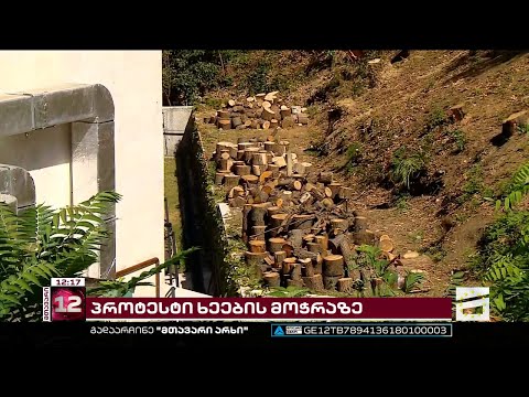 ქუთაისში ასსაფეხურიან კიბესთან კედარის ჯიშის ხეების  გაჩეხეს