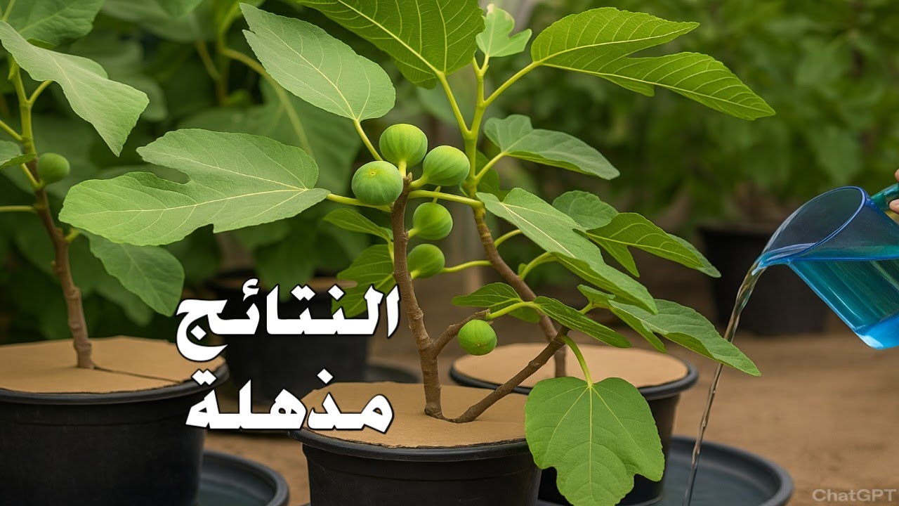 الزراعة المائية لشجرة التين 🌱 تجربة فريدة والنتيجة نباتات قوية مزدهرة 🌱