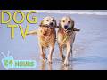 DOG TV کتوں کو گھر میں سارا دن پرسکون رکھنے کے لیے موسیقی اور تفریحی ویڈیوز آرام کریں کتوں کے لیے خوش موسیقی