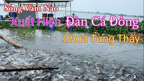 Sông Vàm Nao Xuất Hiện Đàn Cá Hơn 100 Tấn | Nguyễn Hồ Miền Tây