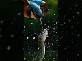 Predator vs Predator 😱 | Epic Wildlife Fight | Nature Is Metal 🦅🐍