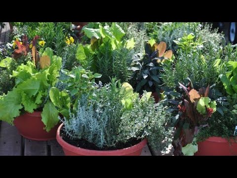 Video: Kako taloženje kiseline utječe na biljke?