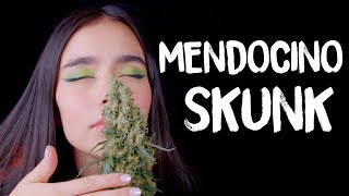 Mendocino Skunk Tommy Chong Collection by Paradise Seeds (Seed to Harvest) Mars hydro SP3000 LED