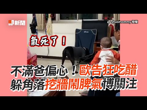歐告見爸抱小孩狂吃醋　躲角落挖牆博關注｜黑狗｜汪星人｜寵物｜精選影片