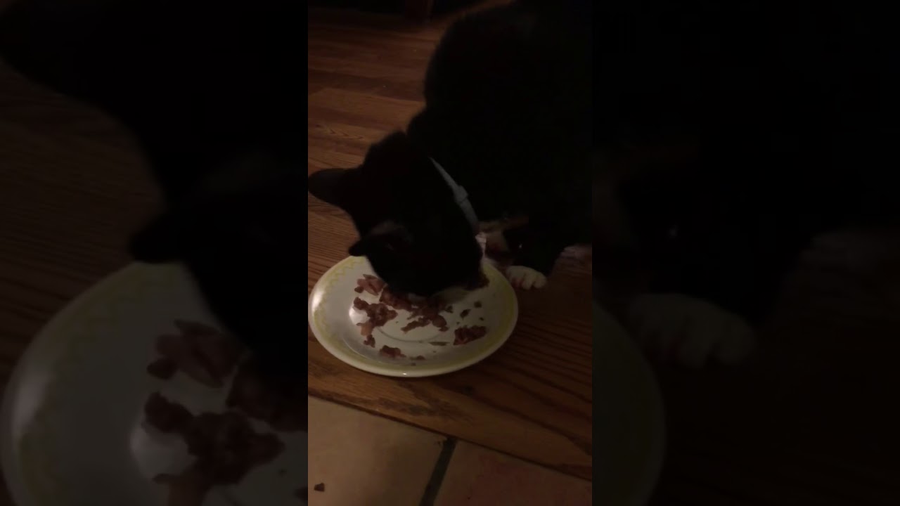 Shrimp Shrimp and Poop Poop YouTube