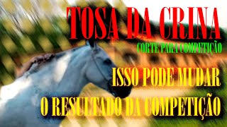 POR FORA DO BICHO | TOSA DA CRINA DO CAVALO PARA COMPETIÇÃO - COMO DEIXAR SEU CAVALO MAIS BONITO