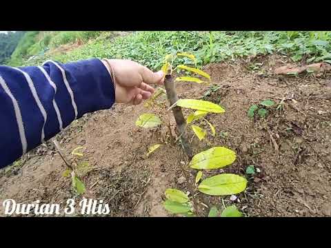 Video: Durian Cog