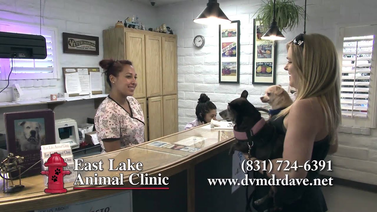 East Lake Animal Clinic YouTube