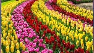 Malayalam Superhit Movie Song Thamarakkili Padunnu From Malayalam Movie Moonnampakkam