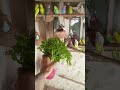 #summer ki saizan mi green foods of parrot !Nomi parrot house!||