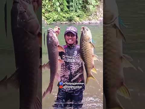 Dapat dobel jackpot ikan sultan #mancing #fishing #ikan #kelah #semah