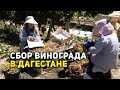 СБОР ВИНОГРАДА В ДАГЕСТАНЕ