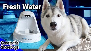 Huskies New Dog Water Fountain