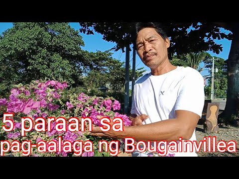 Video: Pagkakaiba-iba Ng Mga Bulaklak Na Quisqualis