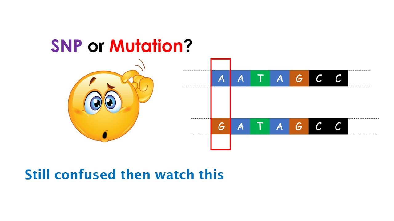 Genetics 101 (Part 2 of 5): What are SNPs?