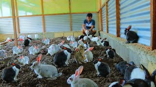 RABBIT FARMING-Utilizing rabbit manure and urine as organic fertilizer and pesticide ( Farm Tour )