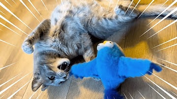 My cat is obviously obsessed | New cat toy!