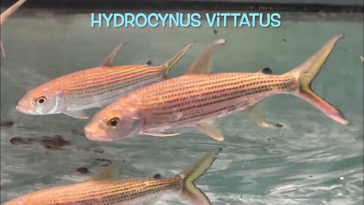 Hydrocynus vittatus - YouTube