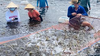 Chúc mừng Cha Ánh Kua thu hoạch hàng tấn Tôm thẻ nuôi công nghệ cao| Được mùa được giá