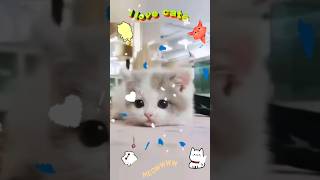 Cute kittens 😸😍🫶 #cats #cutecat #funnycats #catlover #animals #shortsvideo