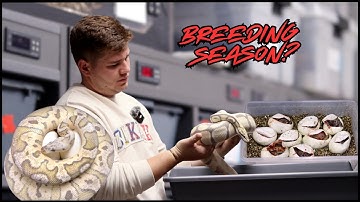 Breeding Ball Pythons? Don’t Make These Mistakes!