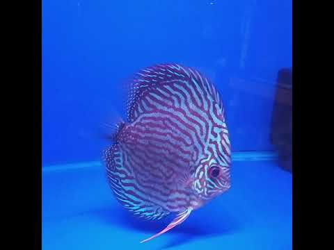 Mengenal jantina ikan Discus