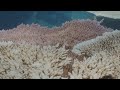 La Gran Barrera de Arrecifes sufre un "preocupante" y "severo" blanqueamiento